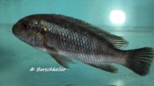 Pseudotropheos galanos 'Mbenji Island'